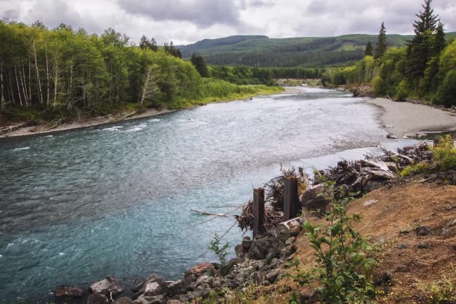 The glacial blue-grey Hoh River flowing past gravel bars through the temperate rainforest of the Olympic Peninsula, Washington