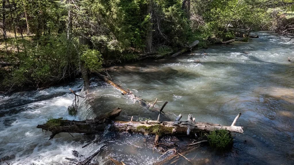 A fast mountain stretch of the Cimarron River flowing through forested Cimarron Canyon, New Mexico, with deadfall logs in the current.