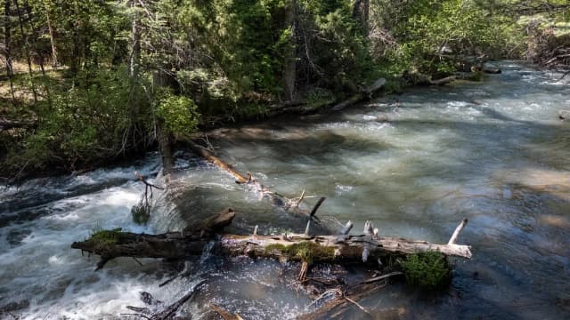 A fast mountain stretch of the Cimarron River flowing through forested Cimarron Canyon, New Mexico, with deadfall logs in the current.