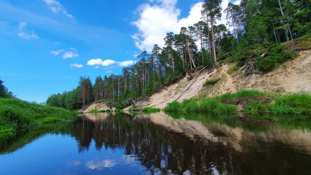 Sandy river bank with pine forest reflected in the Irbe river, Latvia