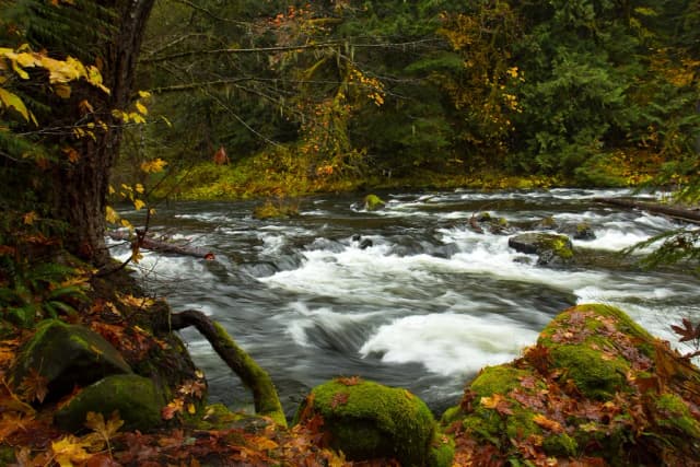 Fast whitewater rapids on the Clackamas River flowing past moss-covered boulders and fall-coloured trees, Oregon.
