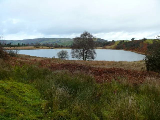 Llyn Gwyn, a still lowland fishing lake near Rhayader, seen across rough grassland and bracken with a lone tree on the far bank.