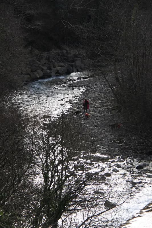 A rocky river winding through a wooded valley with a walker and dogs on the shingle bank.