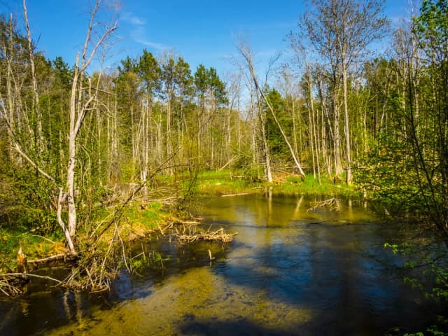 The Betsie River winding through a wooded wetland with fallen trees along its banks, Michigan.