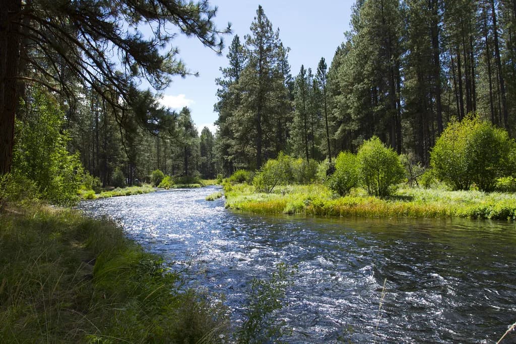 Sunlit, clear water of the Metolius River winding through a pine forest meadow in central Oregon.