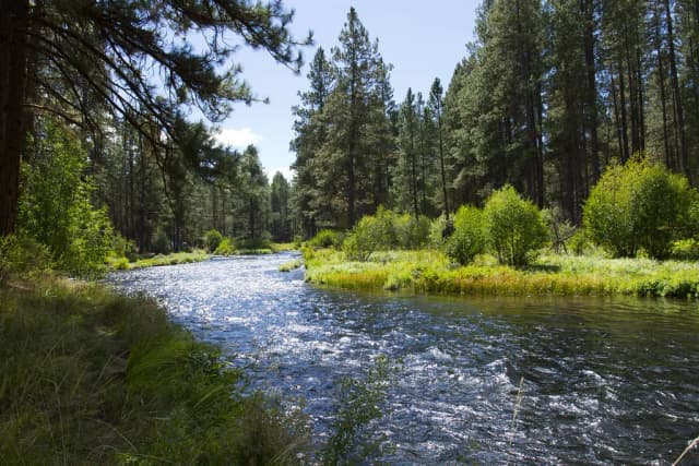 Sunlit, clear water of the Metolius River winding through a pine forest meadow in central Oregon.