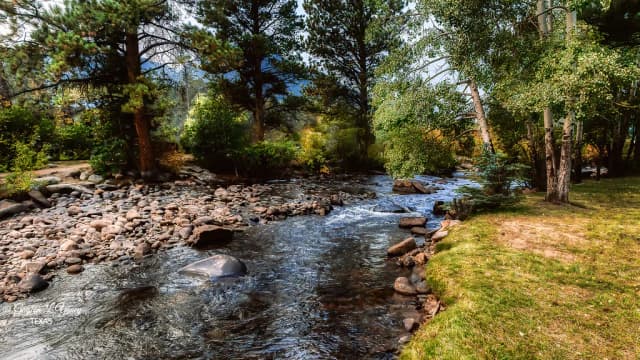 The Big Thompson River flowing over cobblestones through pines and aspens, Colorado.