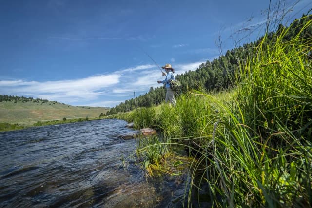 A fly fisher wading and casting on the Beaverhead River with pine-covered hills in the background, Montana.