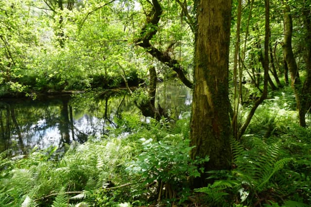 Río Sor — El Río Sor en el Concello de Mañón