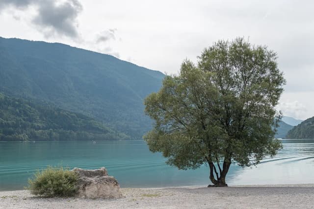 Turquoise water of Lake Molveno with a lakeside tree and Dolomite foothills