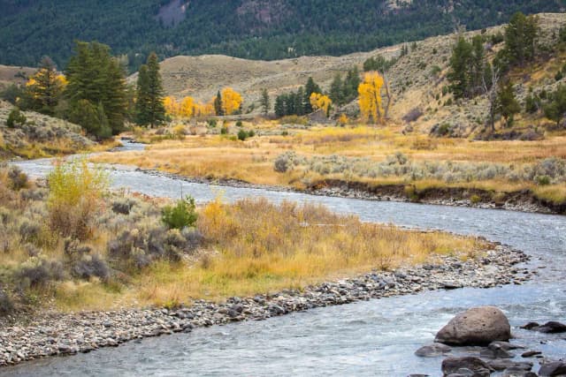 The Gardner River flowing over a rocky bed through an open valley with autumn-colored cottonwoods in Yellowstone.