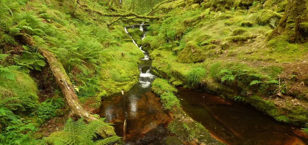 Venford Reservoir — Brook