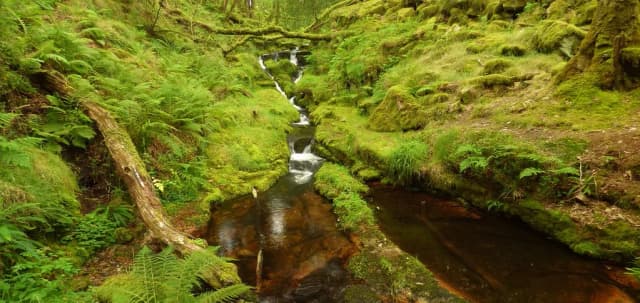 Venford Reservoir — Brook