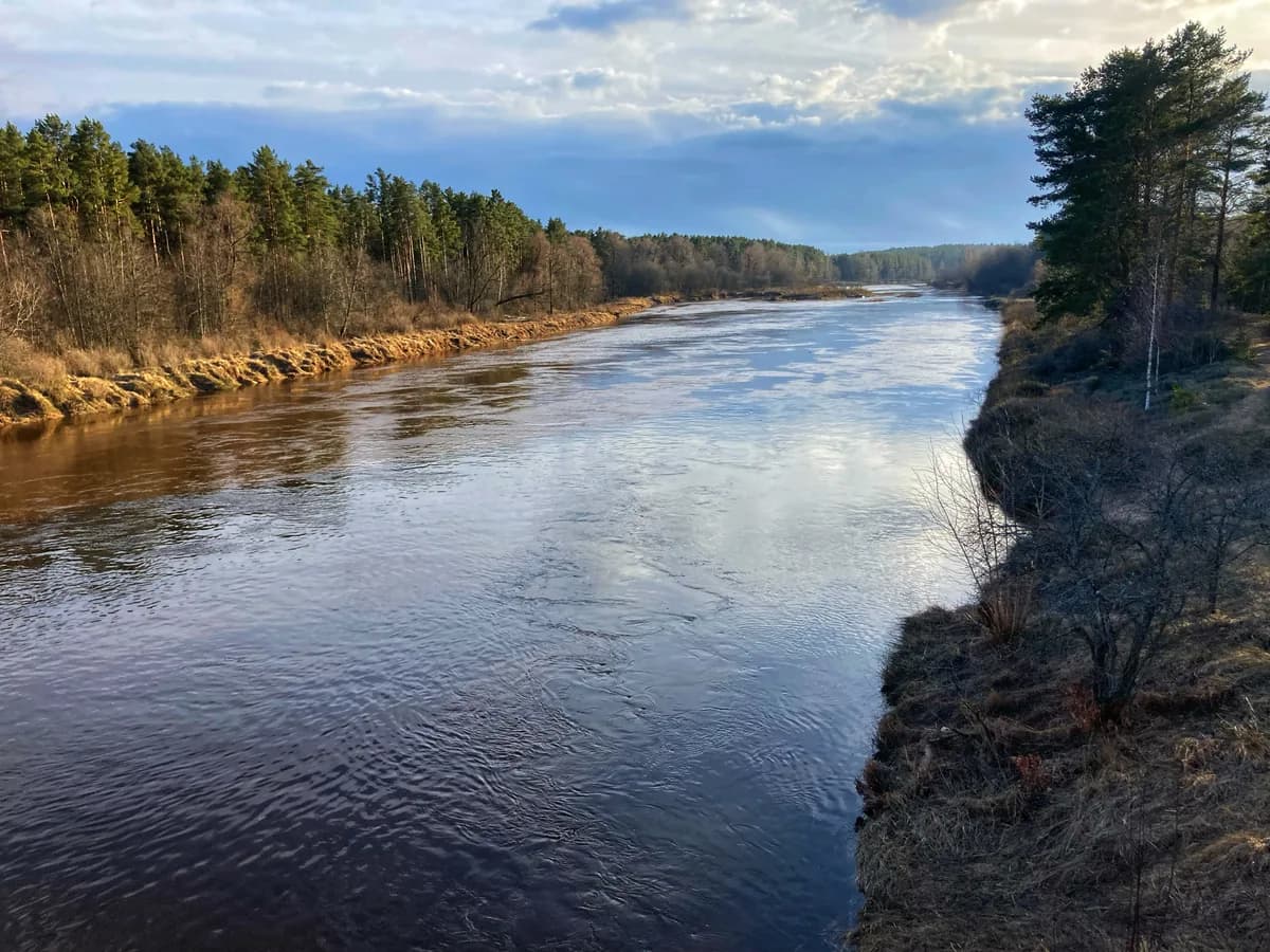 Wide view of the Gauja river flowing past forested banks near Valmiera, Latvia