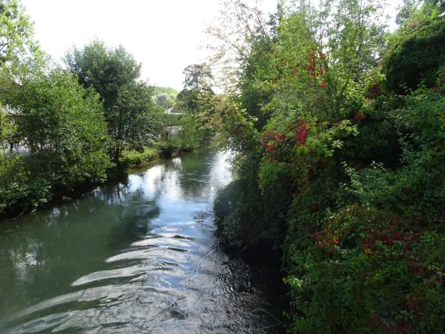 A tree-lined stretch of the Canche river near Beaurainville, with flowering red shrubs along the bank