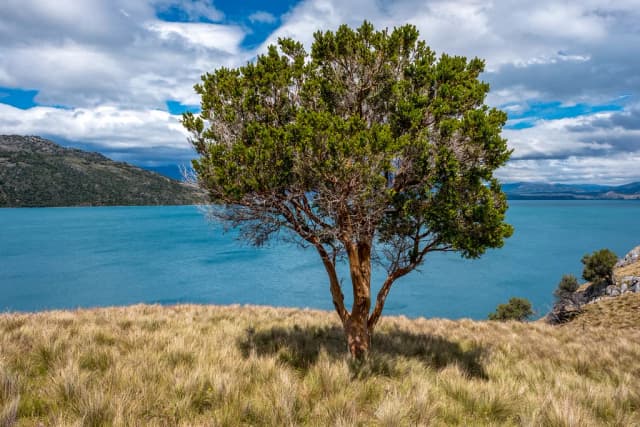 Lago General Carrera — Lonesome tree, Marble Caves Island, on Lago General Carrera
