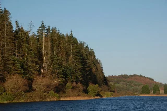 Lough Money near Downpatrick, County Down, Northern Ireland -- view along the wooded western shore.