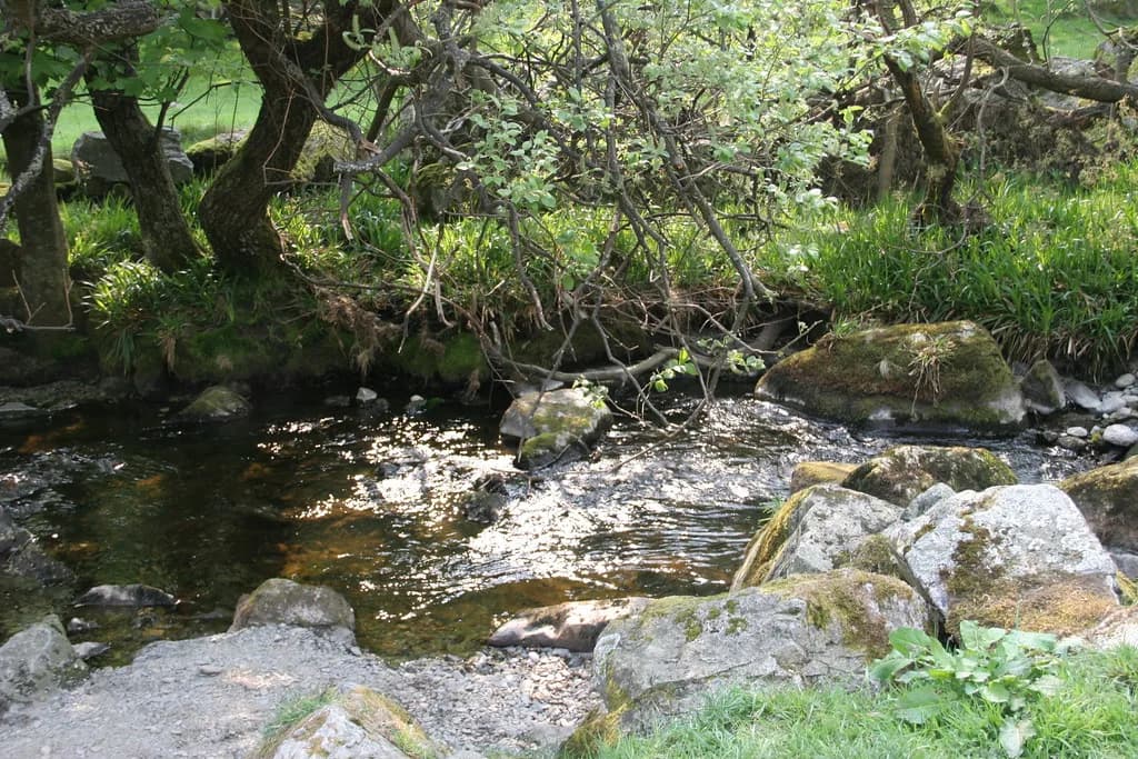A small clear Welsh river flowing over rocks beneath overhanging trees, River Tanat, mid-Wales.