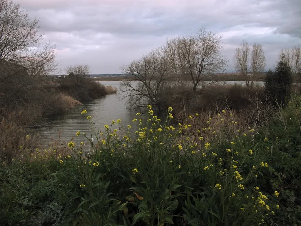 Laguna de Campillo / Campillo Lagoon — LA LAGUNA EL CAMPILLO - Rivas (Madrid)