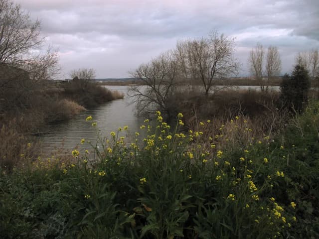 Laguna de Campillo / Campillo Lagoon — LA LAGUNA EL CAMPILLO - Rivas (Madrid)