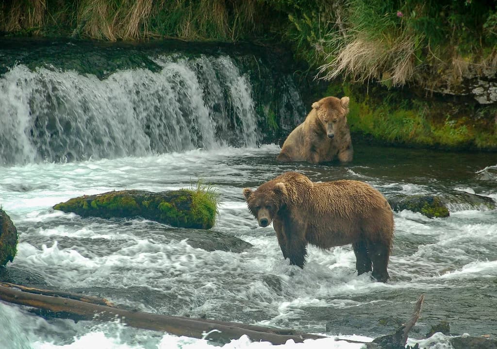 Two brown bears standing in the rushing water below Brooks Falls on the Brooks River, Katmai National Park, Alaska.
