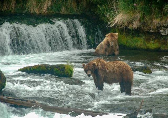 Two brown bears standing in the rushing water below Brooks Falls on the Brooks River, Katmai National Park, Alaska.