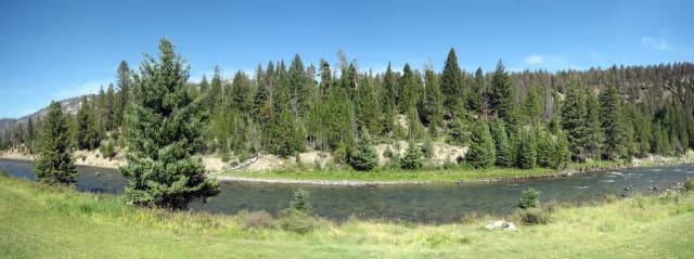 A wide, clear bend of the Gallatin River lined with pine trees and mountains in Montana.