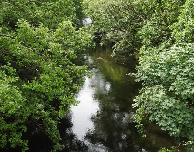 A tree-canopied stretch of the River Cocker in Cumbria, calm clear water flanked by dense green foliage.