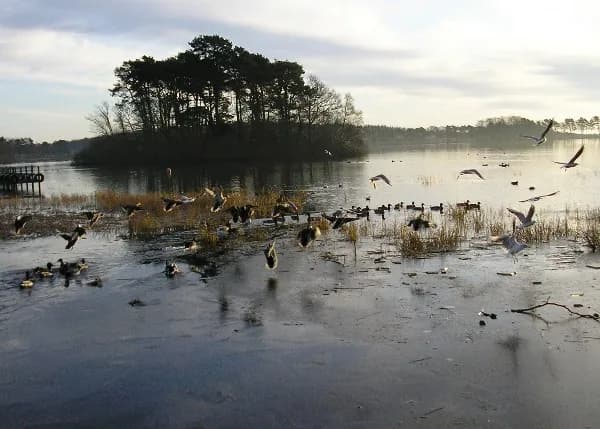 Monikie Reservoir with calm open water, part of Monikie Country Park near Dundee.