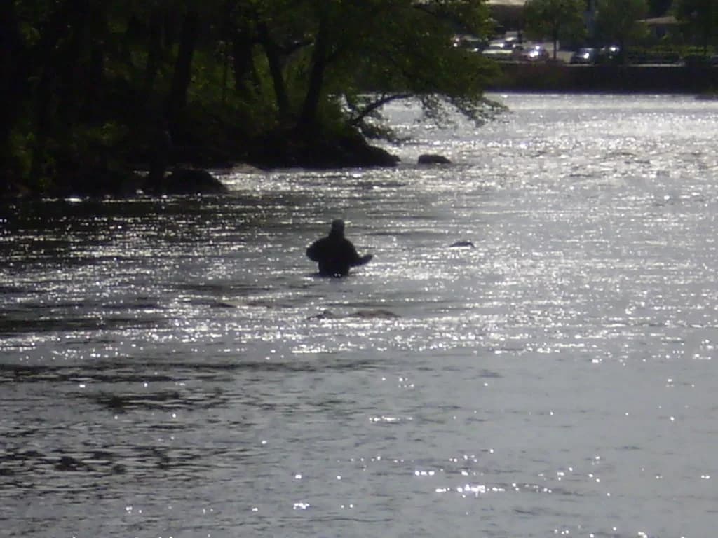 A silhouetted angler wading waist-deep in a wide, sunlit river beneath overhanging trees.