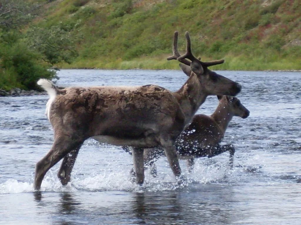 Two caribou wading across the clear water of the Kanektok River, with tundra vegetation lining the banks.