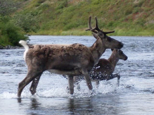 Two caribou wading across the clear water of the Kanektok River, with tundra vegetation lining the banks.