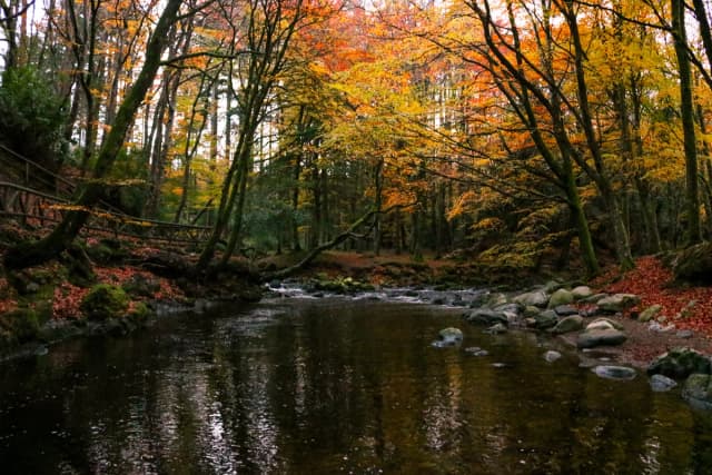 The Shimna River running through autumn woodland in Tollymore Forest Park in the Mourne Mountains, County Down, Northern Ireland.