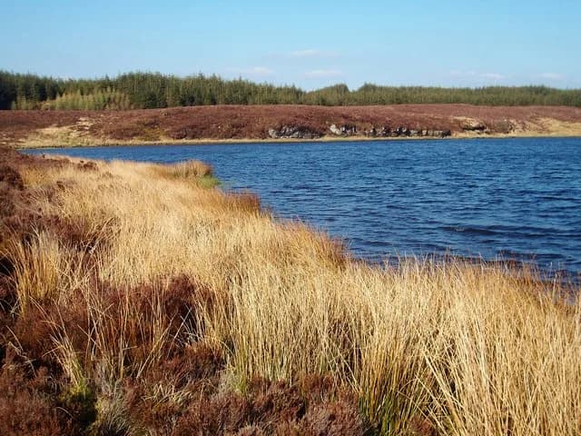 A dark blue upland lake bordered by golden reeds and heather moorland in the foreground, with a line of conifer forestry along the opposite shore under a clear sky.