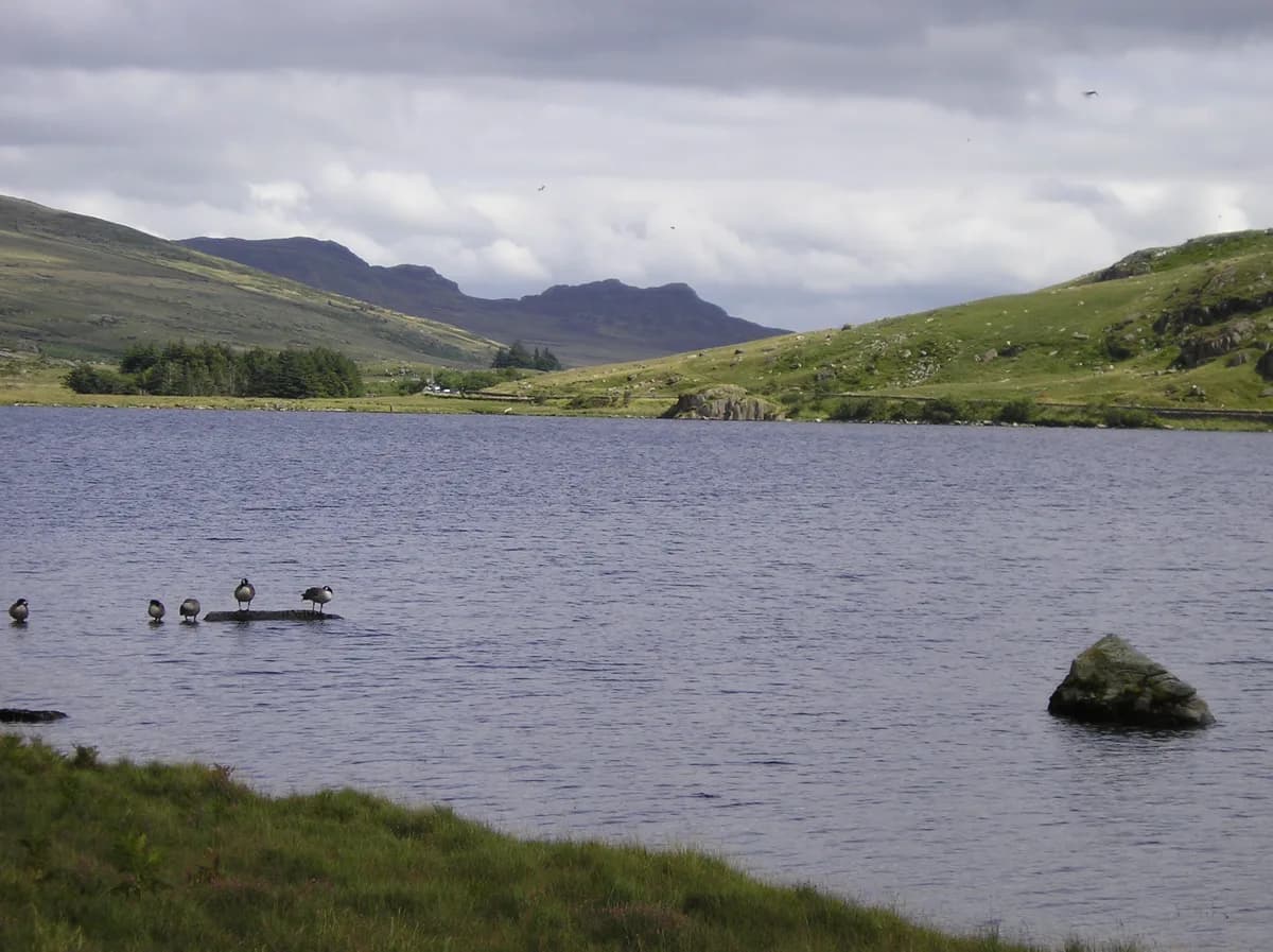 Wide view across Llyn Ogwen towards Snowdonia mountains, with waterfowl standing on a rock in the lake and green hillsides on both shores.