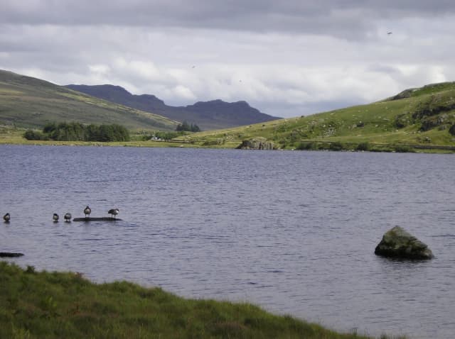 Wide view across Llyn Ogwen towards Snowdonia mountains, with waterfowl standing on a rock in the lake and green hillsides on both shores.