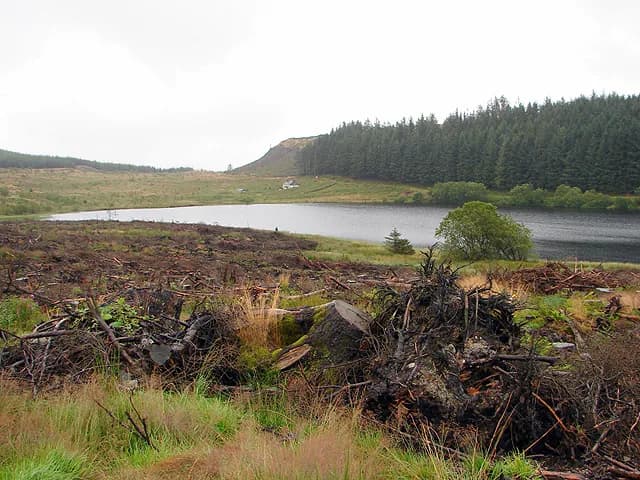 View across Llyn Blaenmelindwr from the fishermen's car park, with forestry on Mynydd March beyond