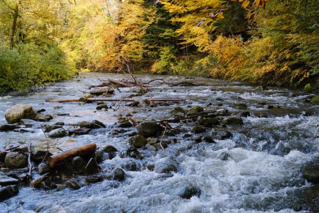 A rushing forest river, the Nom, flowing over rocks and fallen branches through golden autumn trees near Thones, Haute-Savoie, France.