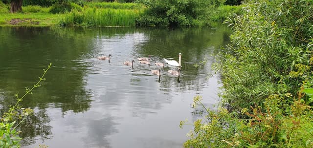 Mute swans on the chalk-clear River Avon through Churchill Gardens parkland in Salisbury.