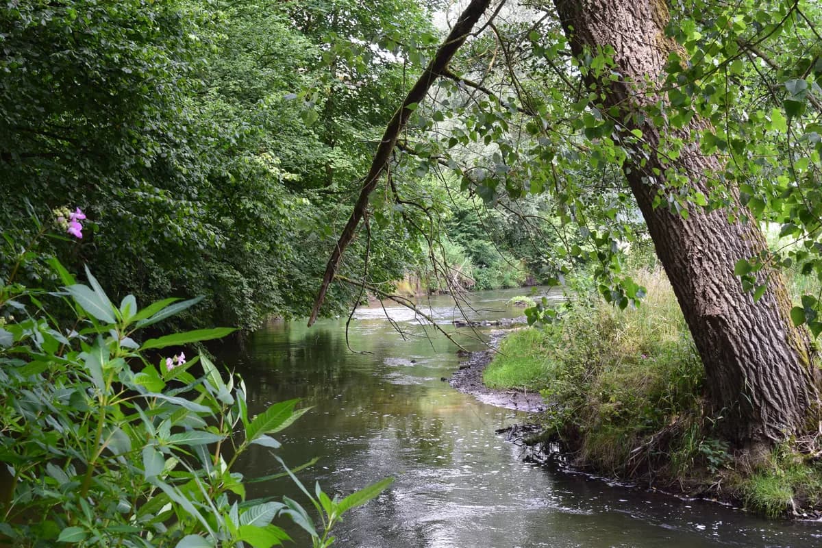 The Geul river winding through wooded banks near Valkenburg in Dutch Limburg