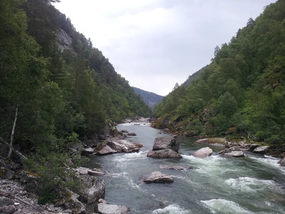 The Driva salmon river running fast over boulders through a forested gorge near Oppdal, Norway.
