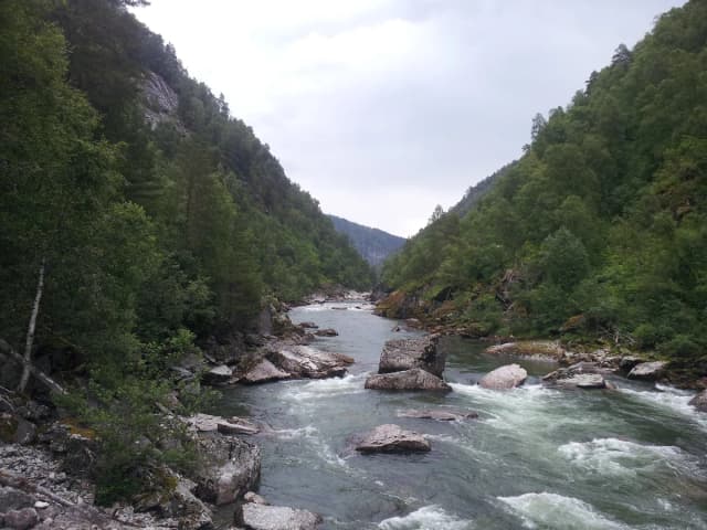 The Driva salmon river running fast over boulders through a forested gorge near Oppdal, Norway.