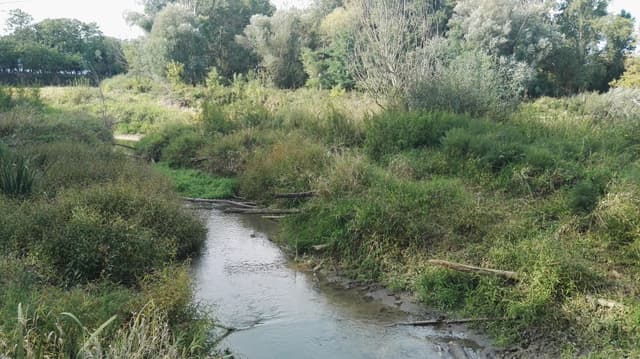 Gyöngyös mouth 01