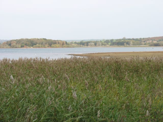 Open water at Wick Green Point on Chew Valley Lake with reedy shoreline and calm surface to the horizon.