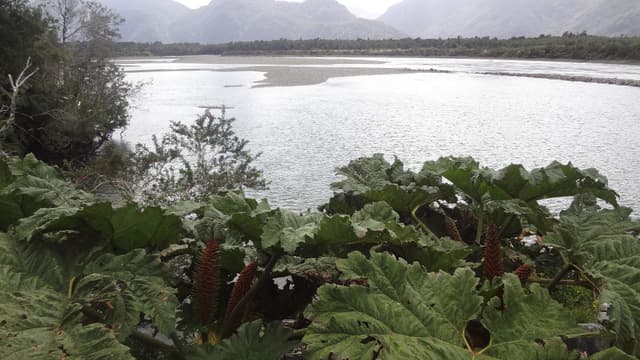 Rio Palena 2