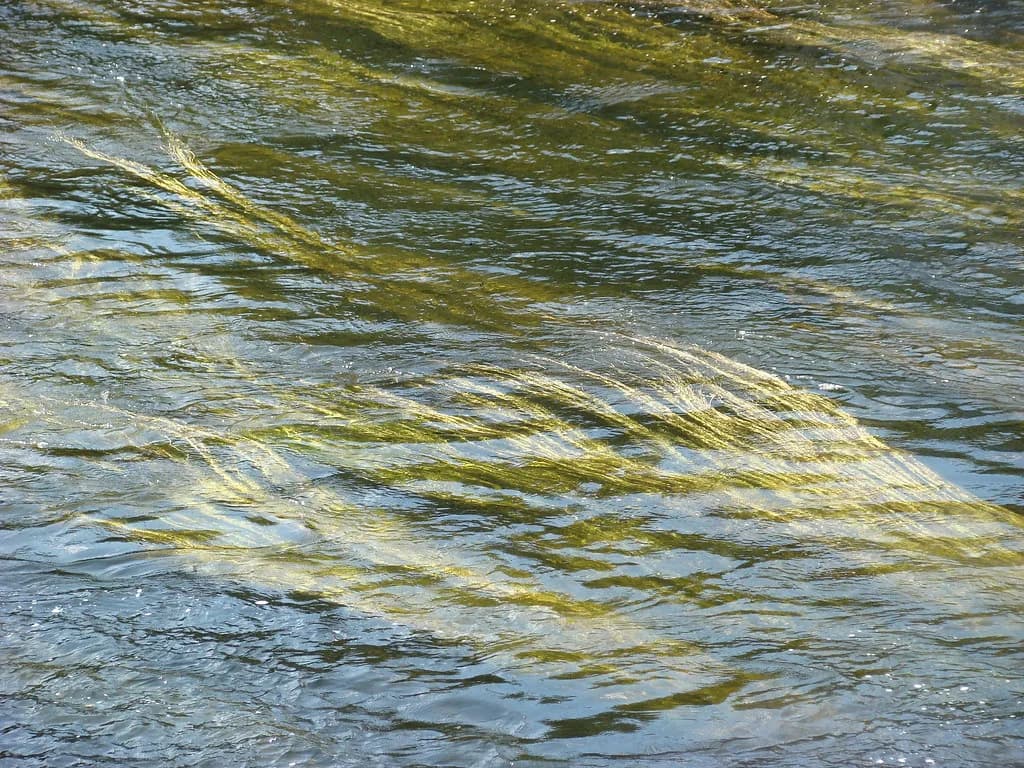 Ulla — Cabellos dorados (Río Ulla)