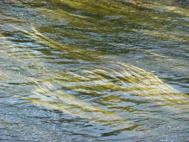 Ulla — Cabellos dorados (Río Ulla)