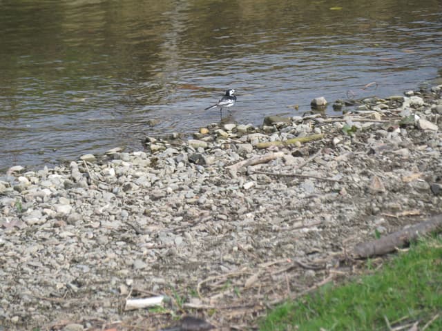 The River Dee flowing out of Llyn Tegid (Bala Lake) through riparian meadow within the SAC.