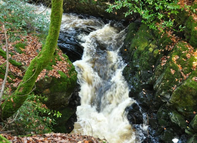 The River Erme flowing through a wooded valley above Ivybridge, Devon