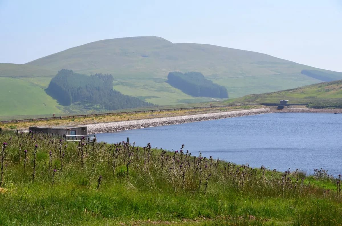 Wide view of West Water Reservoir with the dam wall, grassy hills and Mendick Hill in the background, thistles in the foreground.